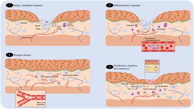 Use of Some Asteraceae Plants for the Treatment of Wounds: From Ethnopharmacological Studies to Scientific Evidences